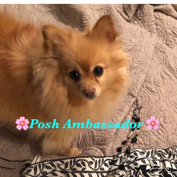 Meet your Posher, Finicky ๐ฆ - Picture 2 of 3